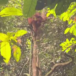 Orang-Utans