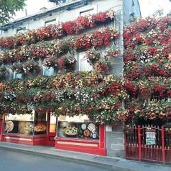These flowers on a restaurant were real. They were so beautiful.