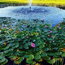 Ein See am See mit Seerosen