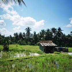 Padi Sawah (Nassreis Anbau)