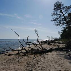 Viele entwurzelte Bäume, muss auch stürmisch sein hier