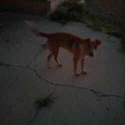 Camp im Kirchgemeindeareal von Tinian (mit 3 Wachhunden :-)