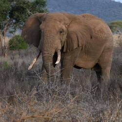 Dieser Elefant ist bereits 60 Jahre alt