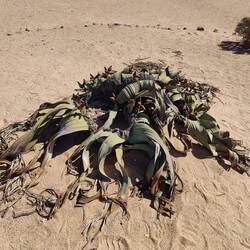 Männliche Welwitschia