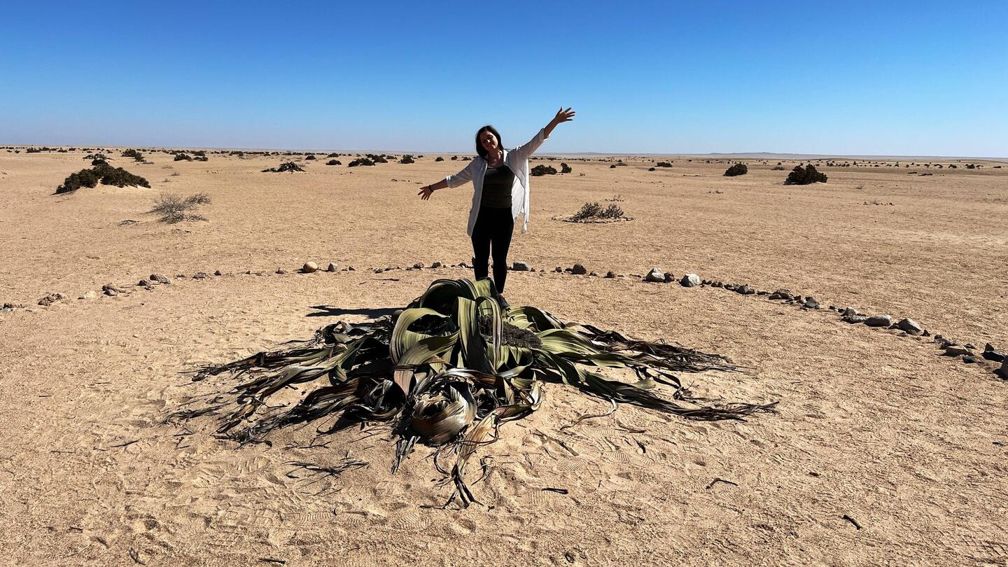 Welwitschia-Liebe <3