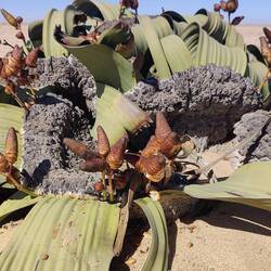 Weibliche Welwitschia (größere Zapfen)