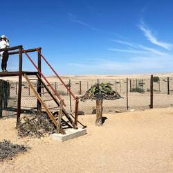 Die ca. 1.500 Jahre alte Welwitschia