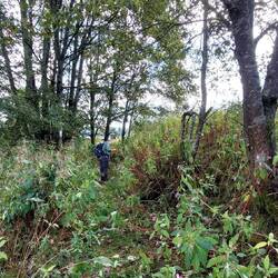 Springkraut auf über 1000 m!🤔