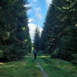 Feuchte aber schöne Pfade durch den Wald!