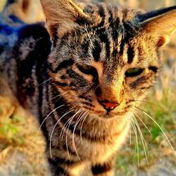 "Unsere Katze" fast🤣