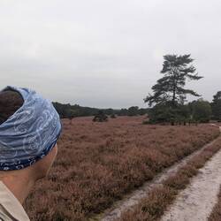 beautiful heather landscape