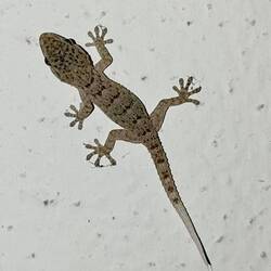 Abendlicher Besicher