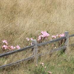 Common names: Belladonna lily, Jersey lily, naked lady