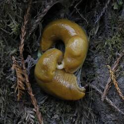 Banana Slug