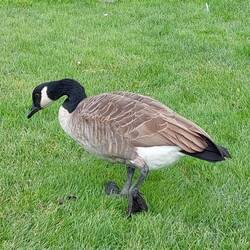 Canadian Goose