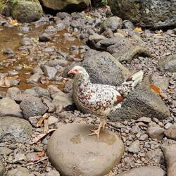 Wilde Hühner mitten im Wald