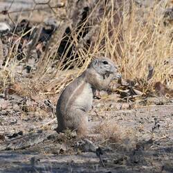 Ein Borstenhörnchen am Mümmeln
