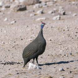 Ein sehr ernst schauendes Perlhuhn