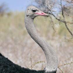 Ach so, er will lieber ein Bild von seiner Schokoladenseite!