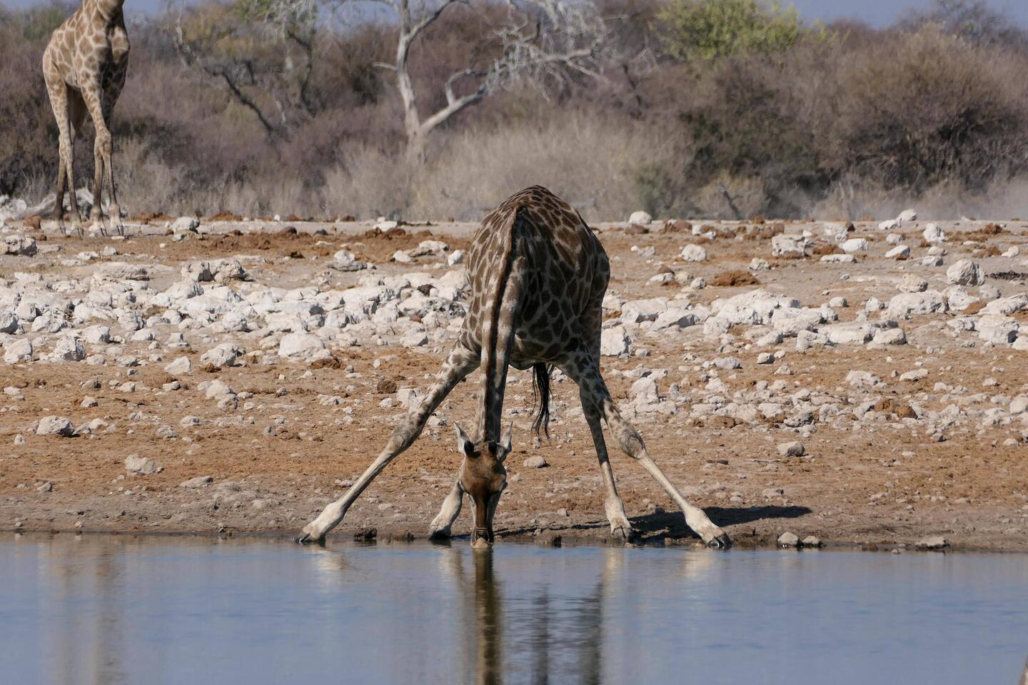 Da hat Mutter Natur wohl nicht bis bis zu Ende gedacht, ob die langen Beine eine gute Idee sind