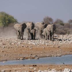 Elefantenherde im Anmarsch!