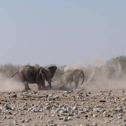 Und danach ein gutes Staubbad.