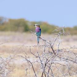 Gabelracke (oder schöner auf Englisch: Lilac-breasted roller)