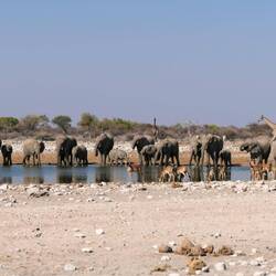 Zu den Elefanten halten alle lieber Abstand