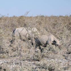 Zwei Nashörner! (Wir tippen auf Spitzmaulnashörner)