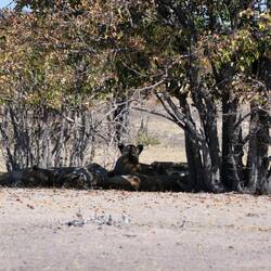 Die Löwenfamilie entspannt im Schatten