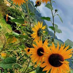 Je n'avais pas vu de tournesols jusque là