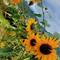 Je n'avais pas vu de tournesols jusque là