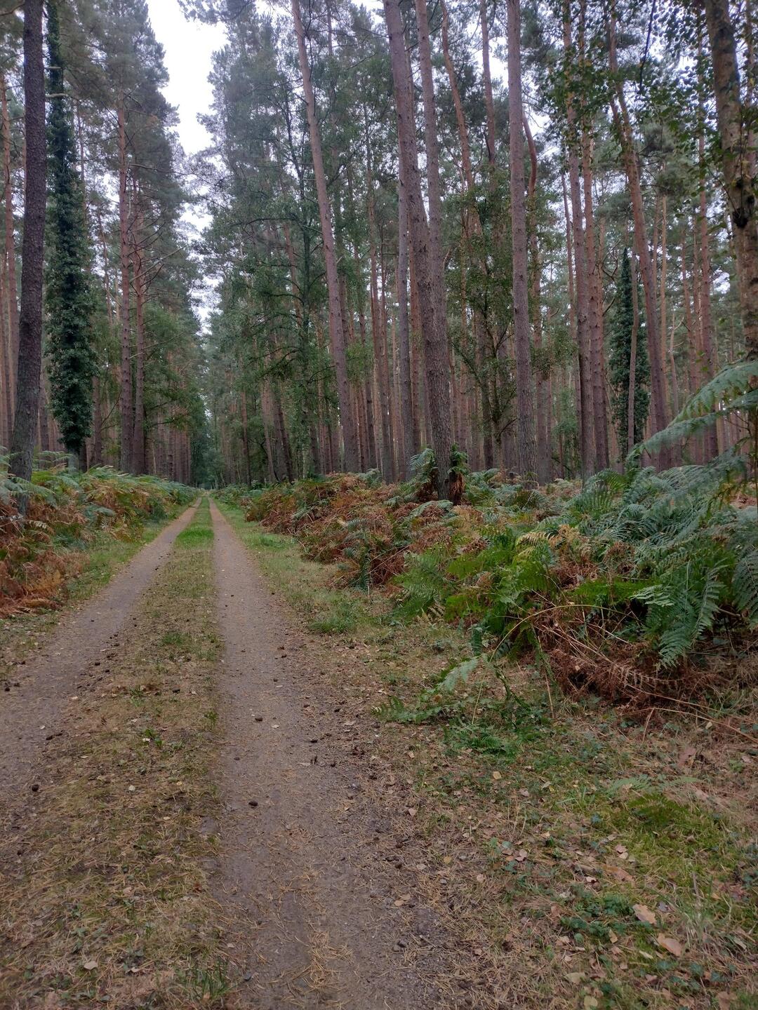 Waldwege mit mannshohem Farn