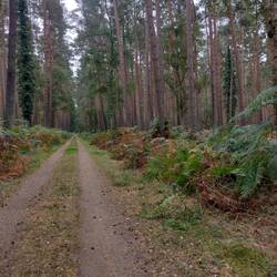 Waldwege mit mannshohem Farn