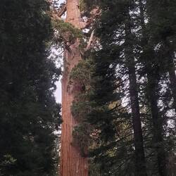 The Monarch, 268 ft tall, 40 ft wide, 1700 yrs old
