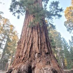 Amazing huge trunks. Bizarre is that the roots don't grow very deep but rather on the surface.