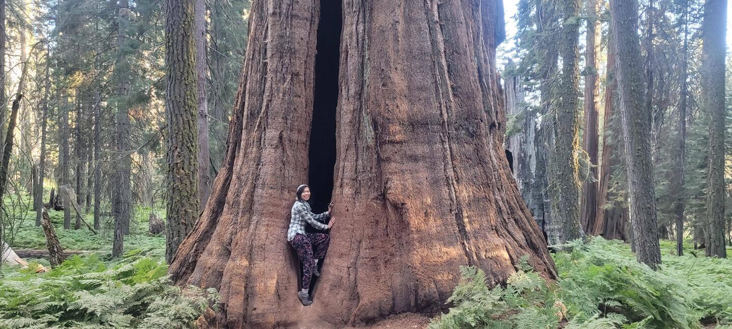 Giants in the forest, like in a fairy tale