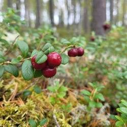 Wir können nicht widerstehen.