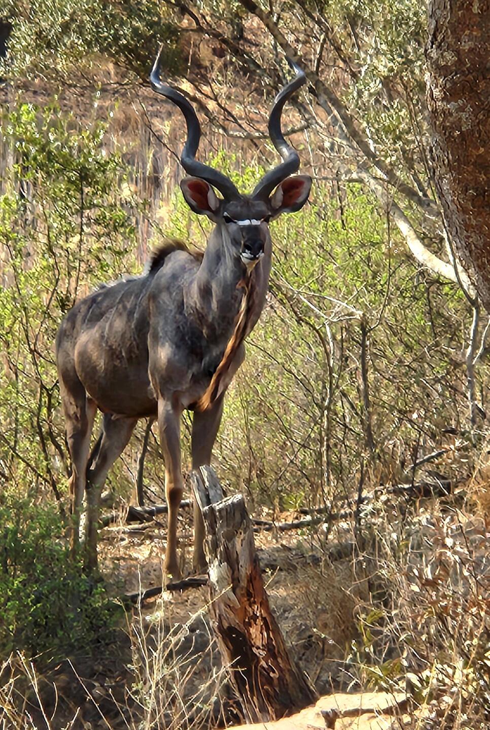 Male Nyala