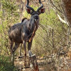 Male Nyala