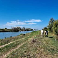 Typisches Bild mit de Camargue-Pferde