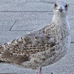 Waiting for a meal from the fishermen