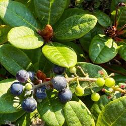 Weintrauben aus Glinde