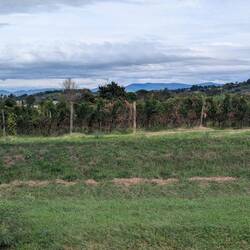 Lots of Vineyards and Olive groves