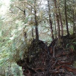 Wurzel eines umgekippten Baums auf dem bereits neue Bäume wachsen.