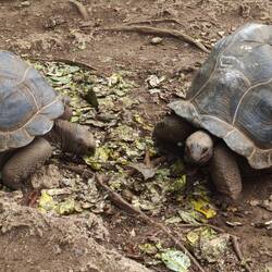 Tortoises