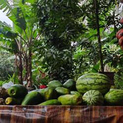 Tasting of some fruits