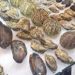 Austern, Muscheln und noch mehr