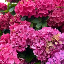 Gorgeous hydrangea