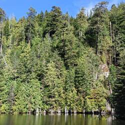 Forest around Holberg